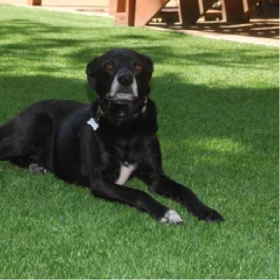 Black dog resting on a pet-friendly Asheville artificial turf backyard lawn