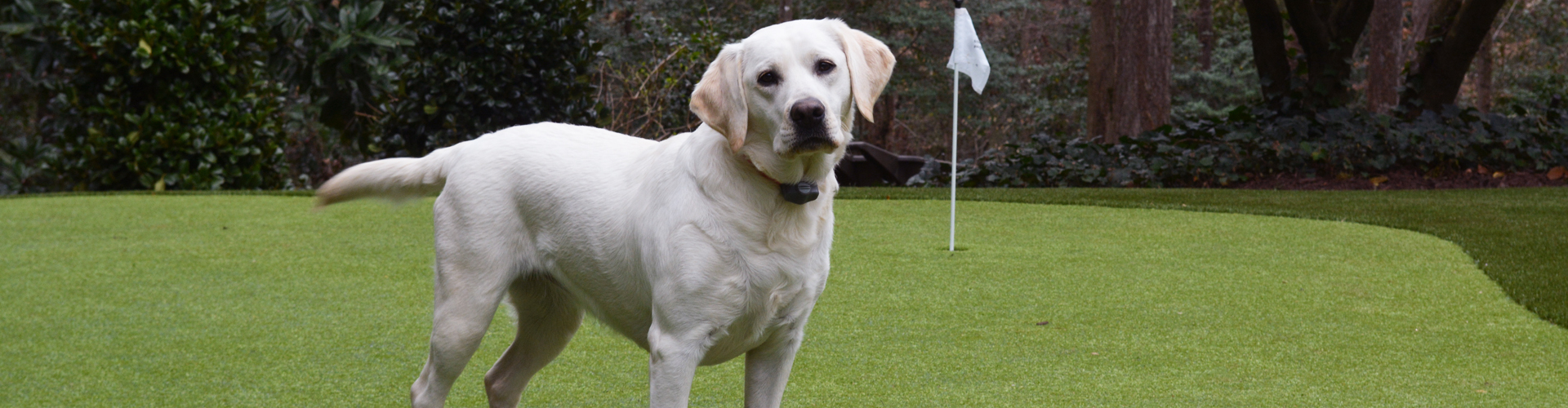 Artificial turf for dogs installed in a backyard putting green area, featuring pet-friendly synthetic grass that is durable, clean, and comfortable for pets to play and relax outdoors.