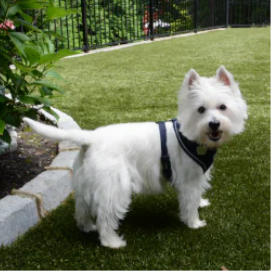 Pet Turf for Multi-Family Properties and Dog Parks in Asheville