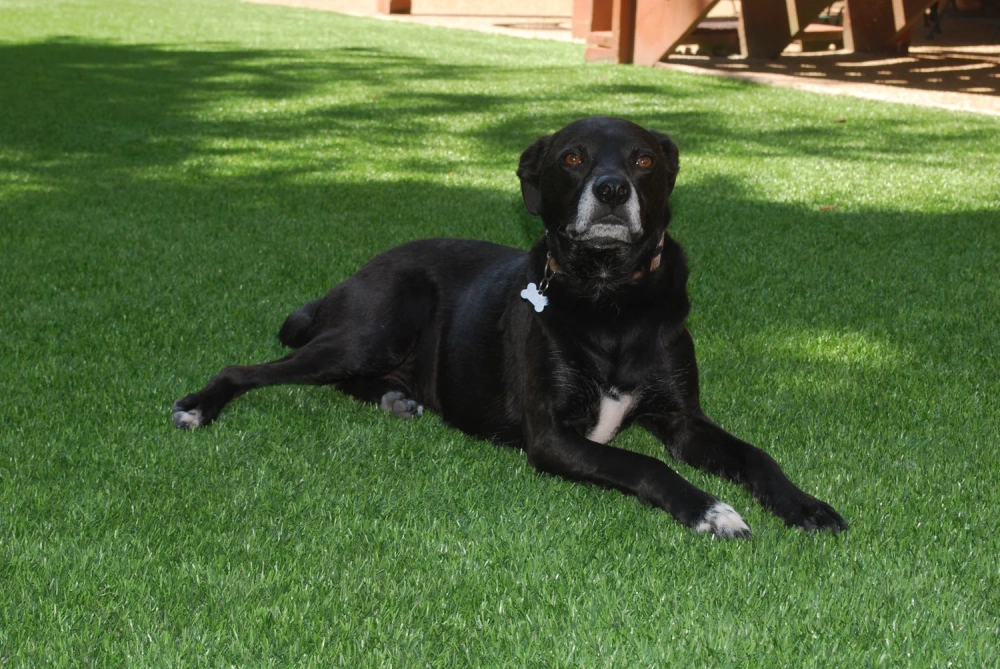 Black dog resting on a pet-friendly Asheville artificial turf backyard lawn