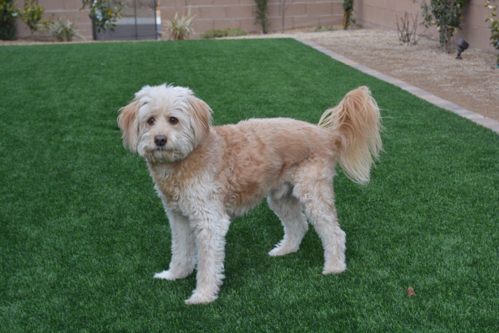 Asheville artificial grass landscaping