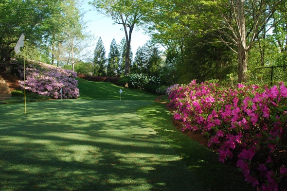Asheville backyard putting green grass with flags and pink flowers